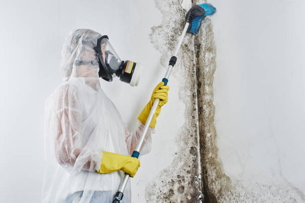 Best Post-Flood Mold Remediation in Goodhue, MN