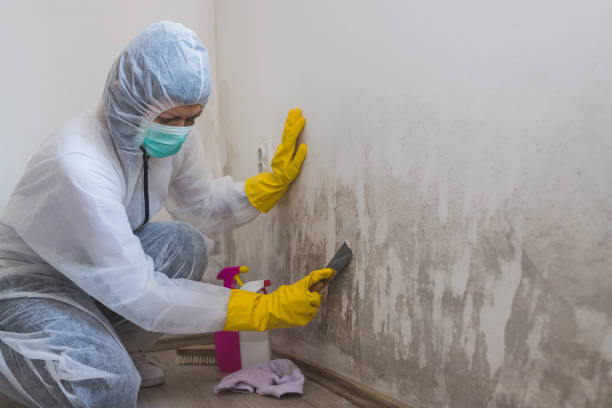 Best Mold Remediation for Specific Building Types in Goodhue, MN