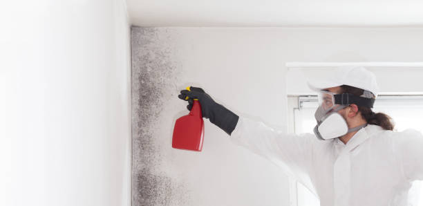 Best Industrial Mold Remediation in Goodhue, MN