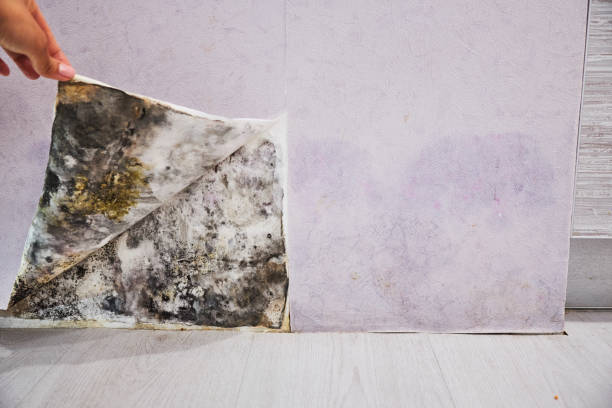Best Commercial Mold Remediation in Goodhue, MN